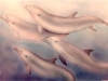Dolphin Dream Mural- Muralist Carolee Merrill