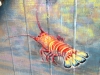 Malibu Seafood Mural - Lobster Detail