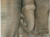Baby Elephant Mural  Muralist Carolee Merrill
