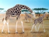 Giraffe Serengeti Mural - Muralist Carolee Merrill