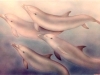 Aquatic Dolphin Murals - Muralist Carolee Merrill