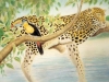 Leopard and Toucan Mural - Muralist Carolee Merrill