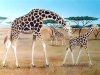 giraffs