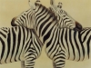 zebras